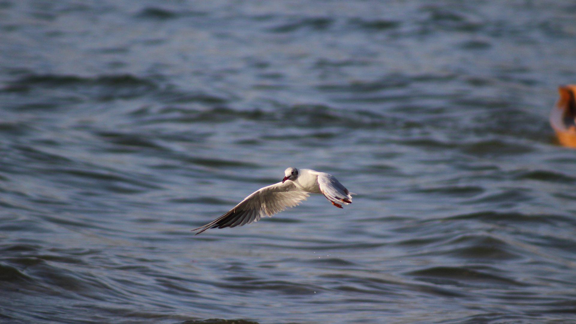 Seagulls 3