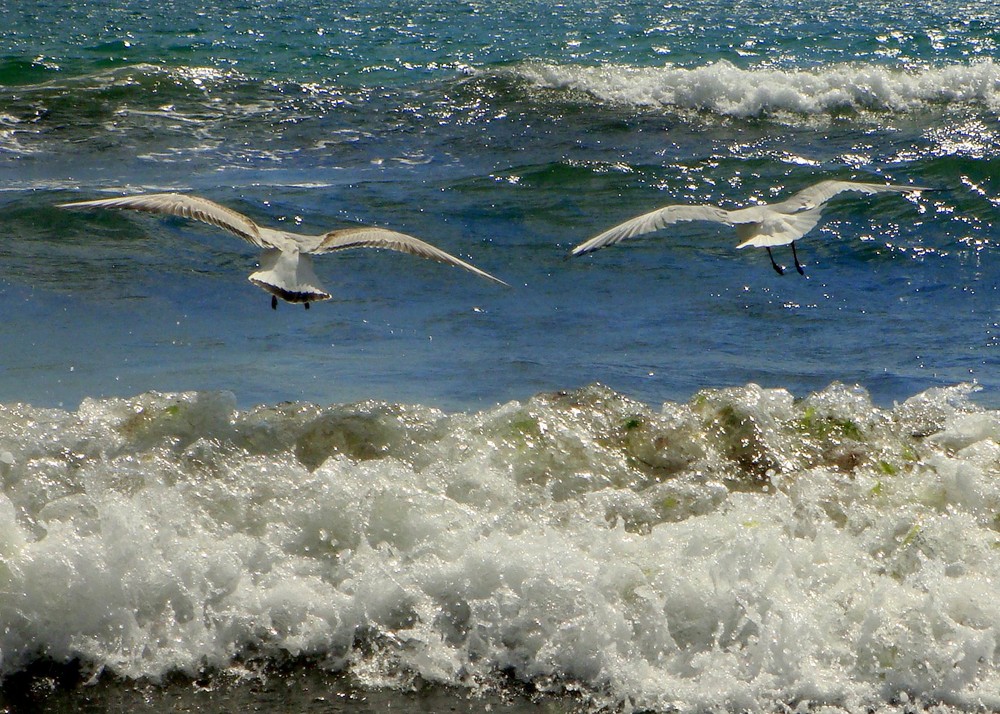 seagulls