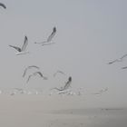 Seagulls