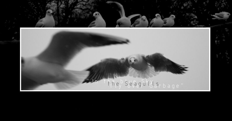 Seagulls