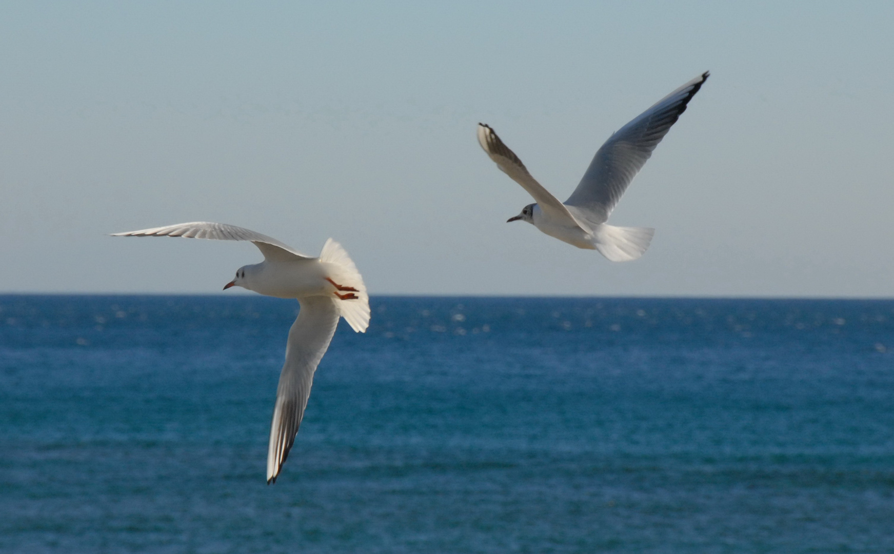 seagulls