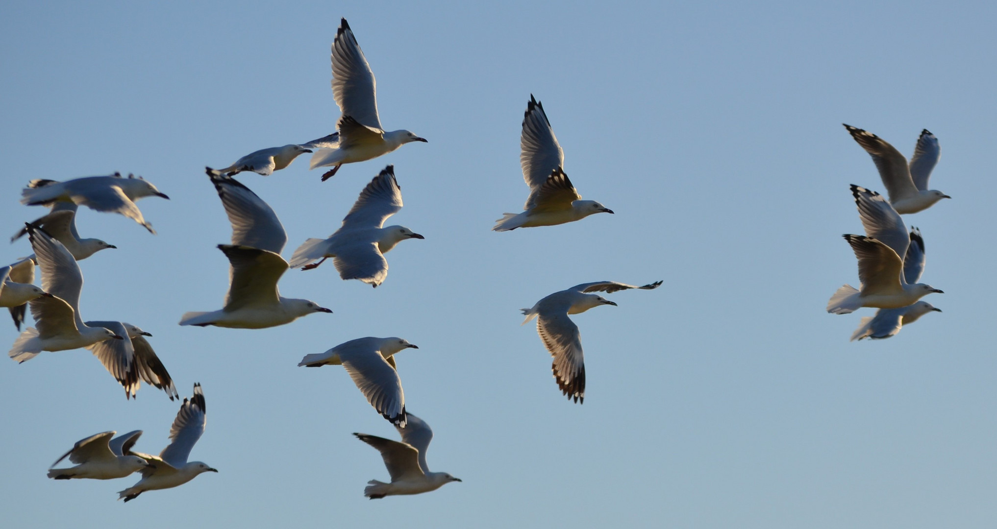 Seagulls