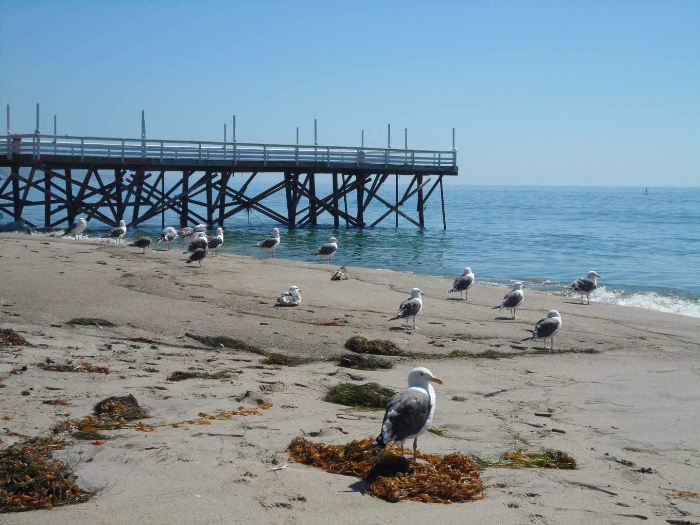 Seagulls