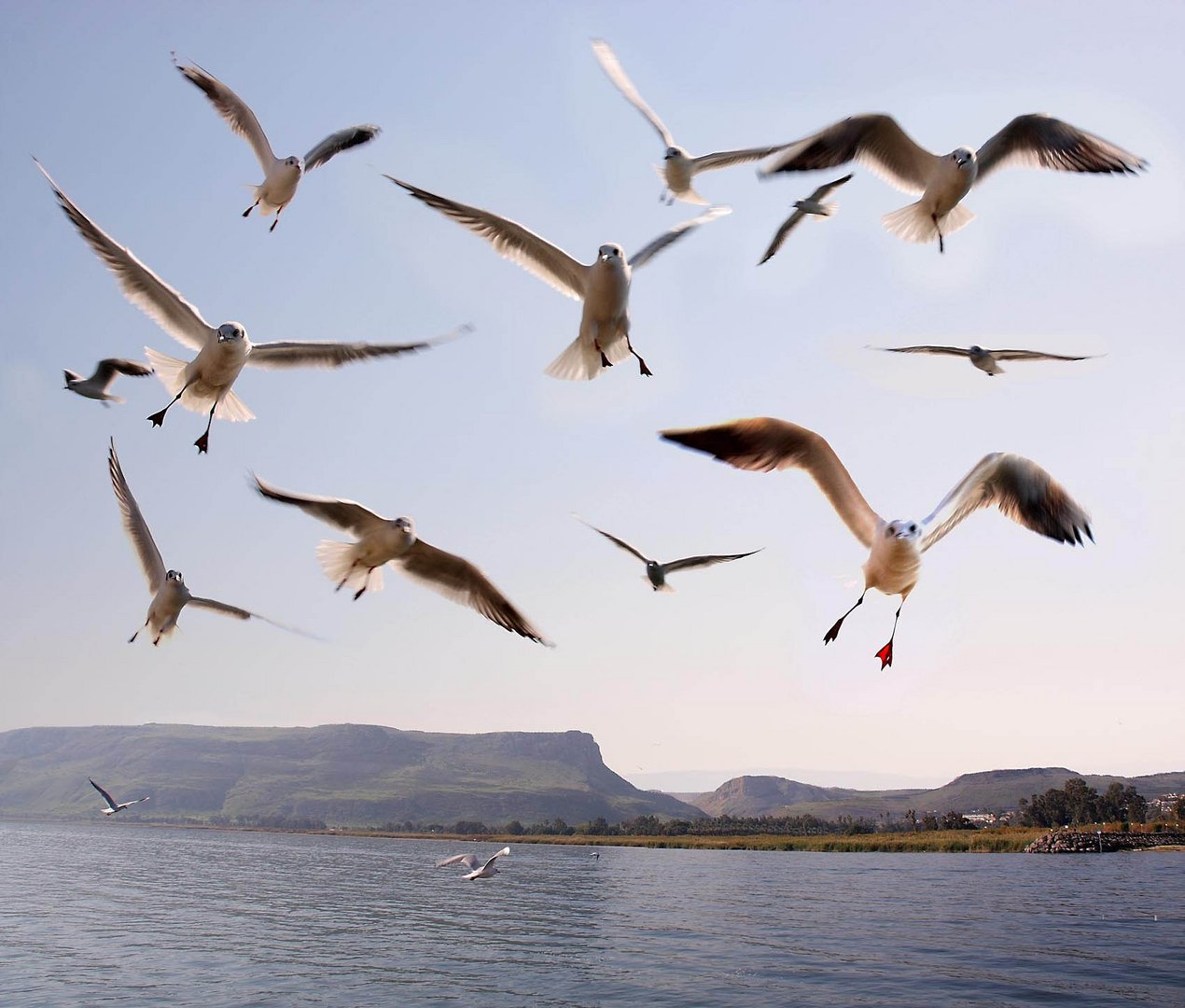 seagulls above the sea of Galilee