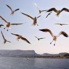 seagulls above the sea of Galilee