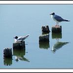 Seagulls