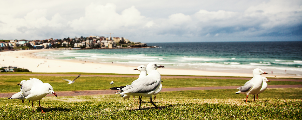 Seagulls at Bondi