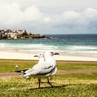 Seagulls at Bondi