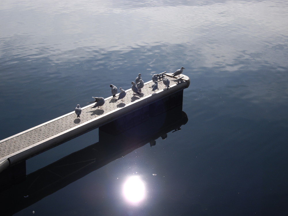 Seagulls at Lake Constance