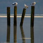 Seagulls at Loch Lomond, Scotland