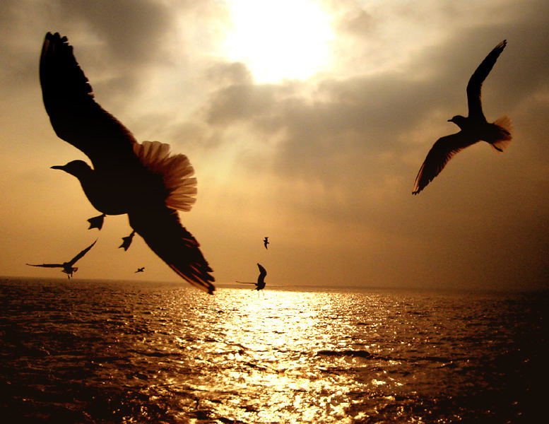 Seagulls At Sunset