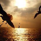 Seagulls At Sunset