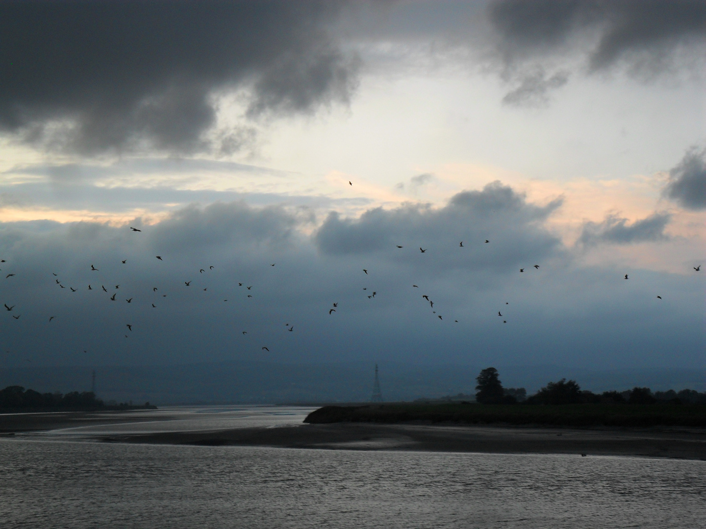 Seagulls at Sunset