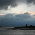 Seagulls at Sunset