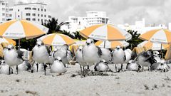  seagulls at the beach