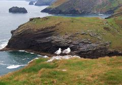 Seagulls at Tintagle