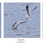 Seagulls