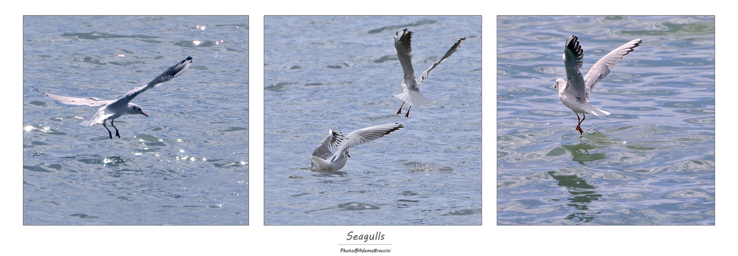 Seagulls