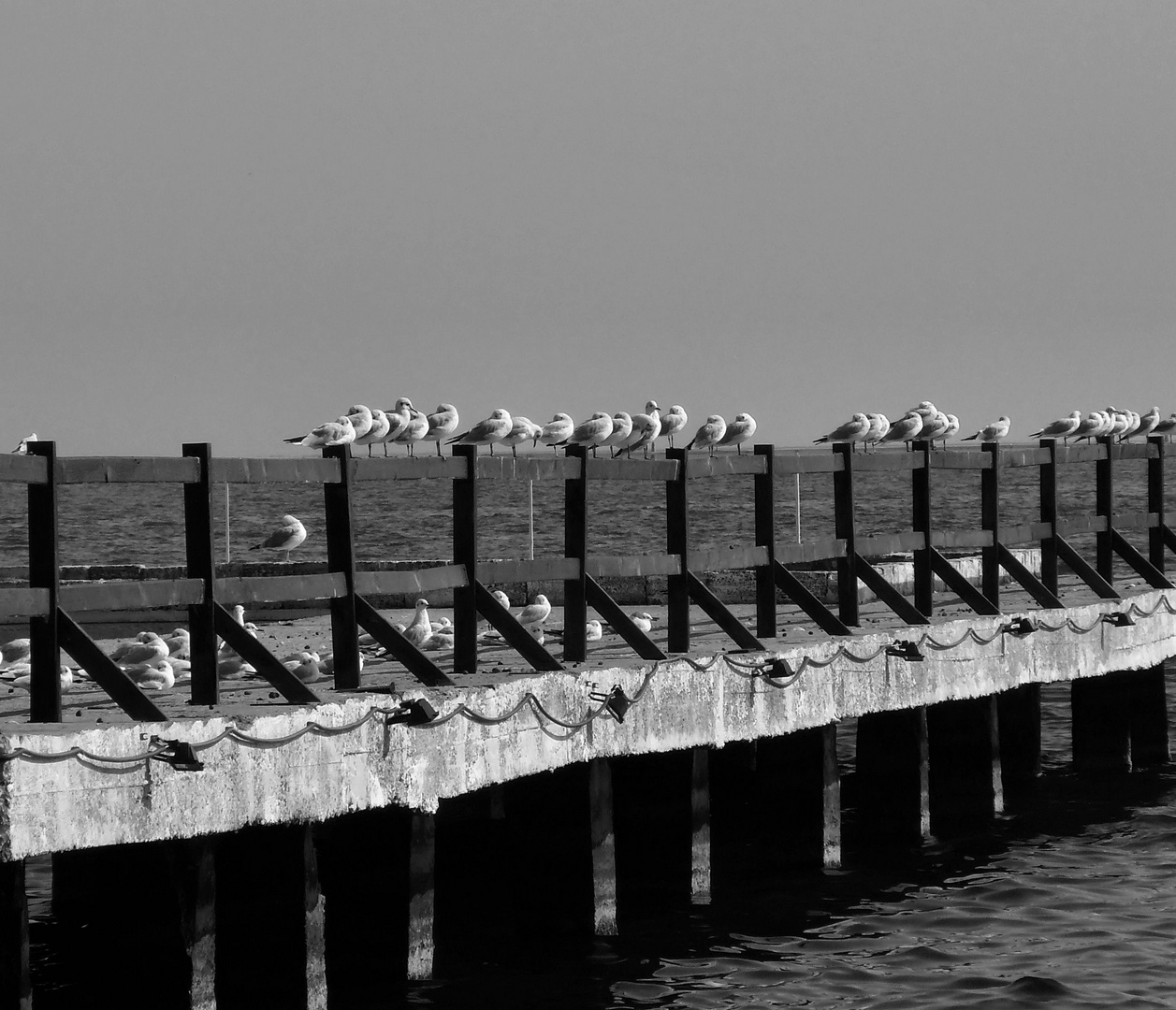 seagulls bridge