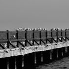 seagulls bridge