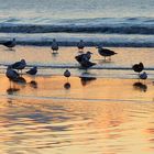 Seagulls by the Shore
