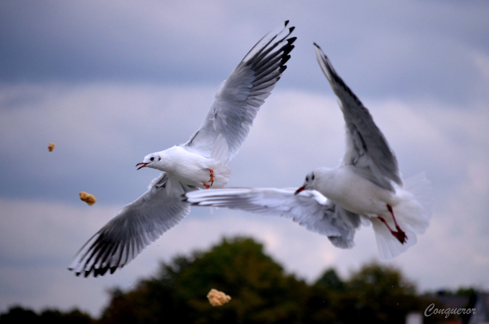 Seagulls