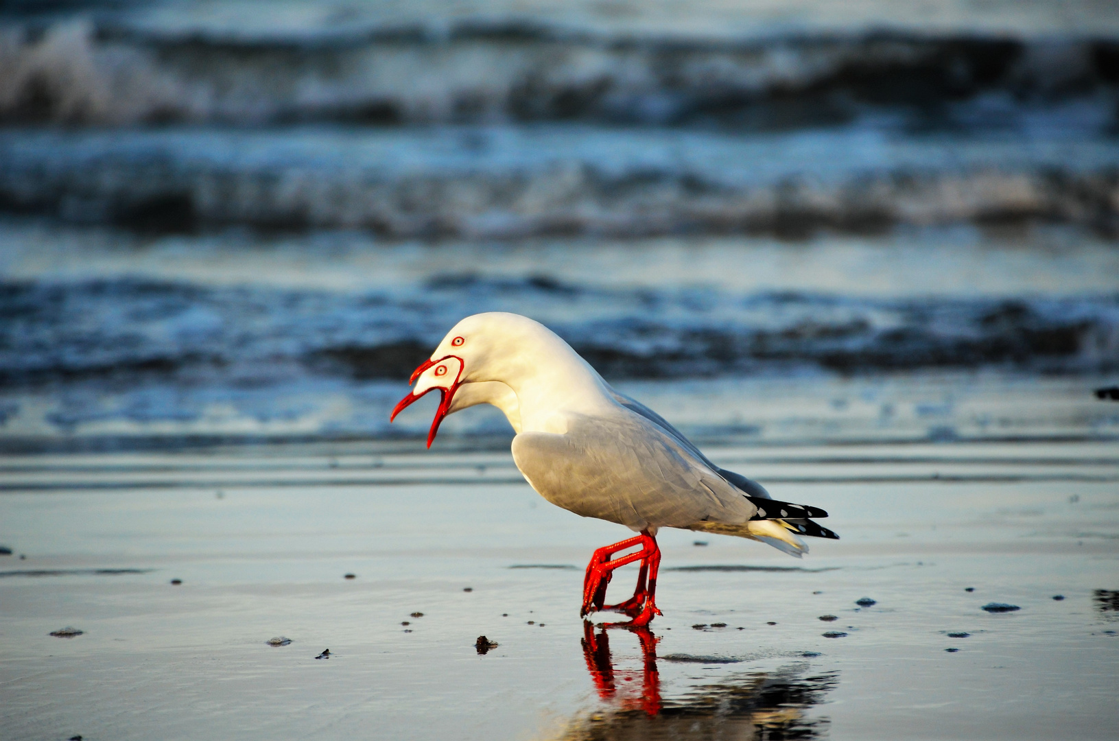 seagulls