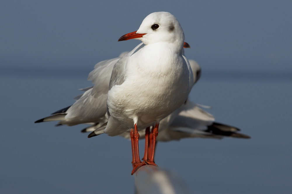 Seagulls