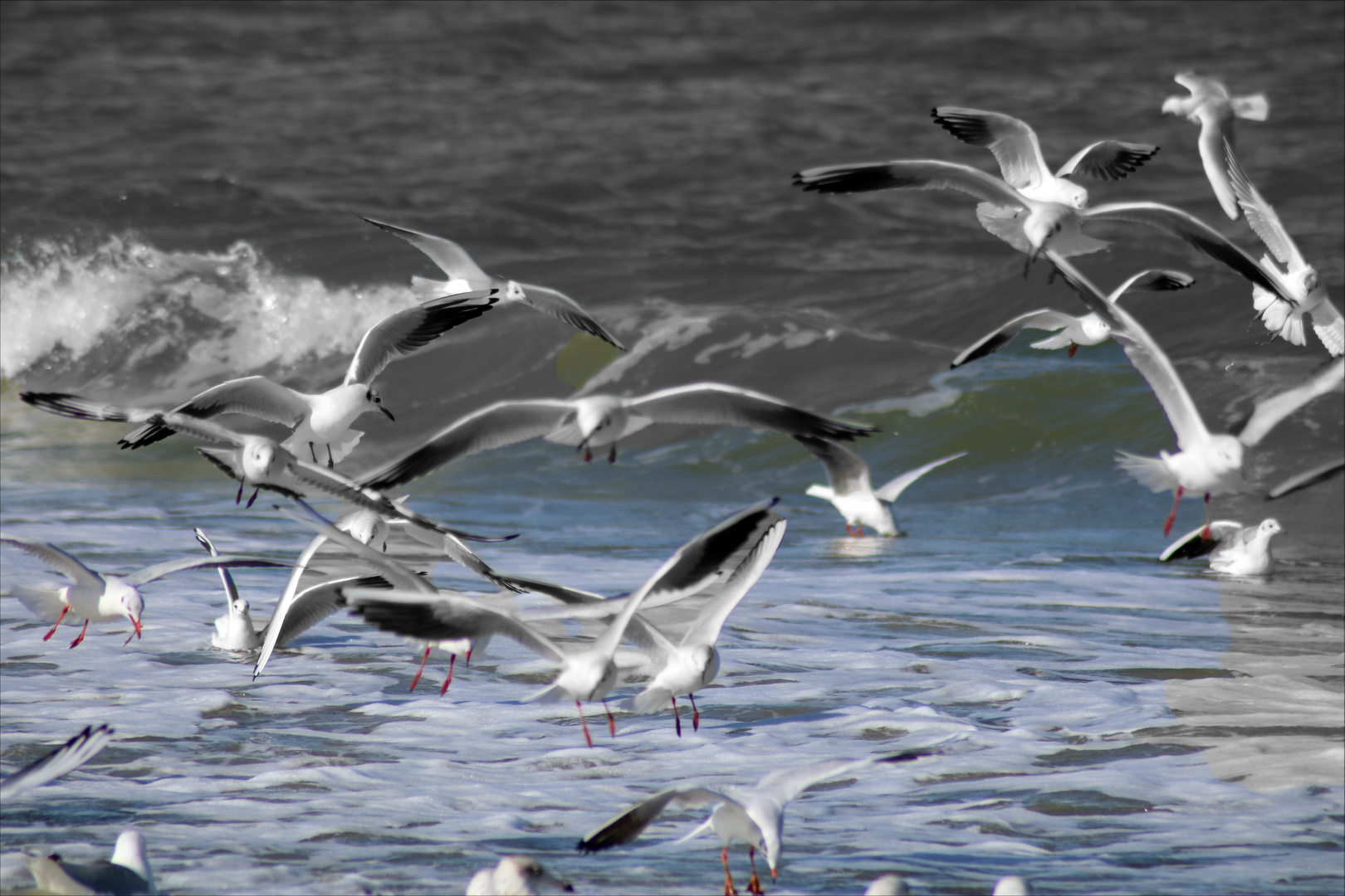 Seagulls