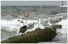 Seagulls