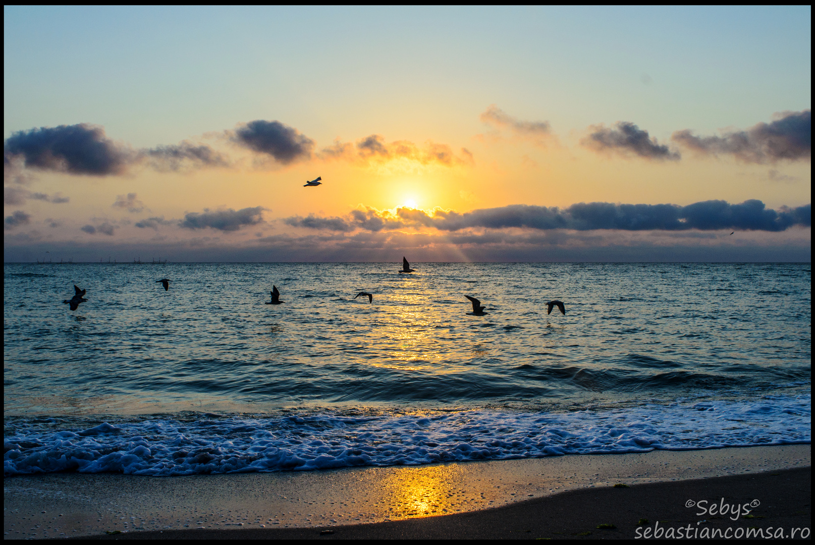 Seagulls flying in the light of the sunrise