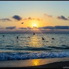 Seagulls flying in the light of the sunrise