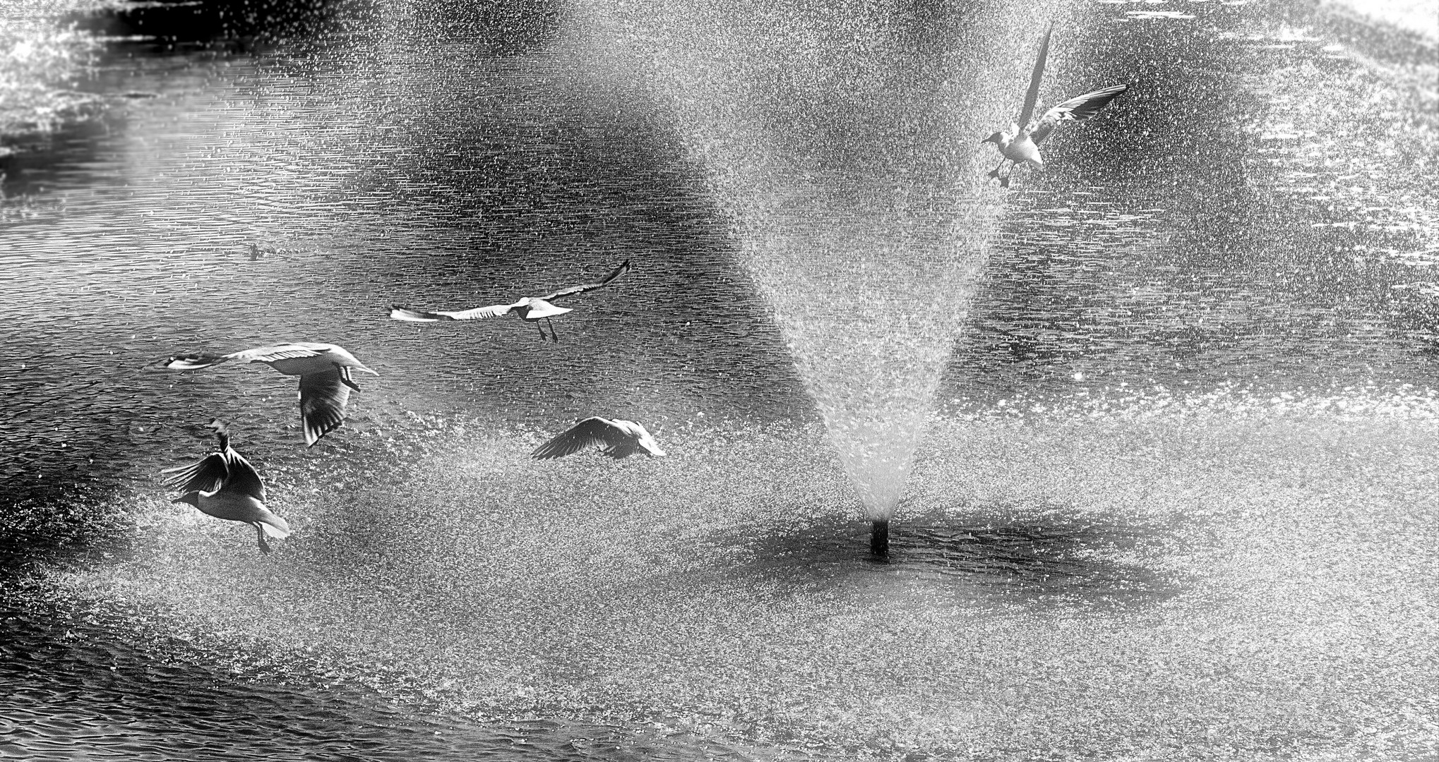 ... seagulls frolic in the spray of the fountain