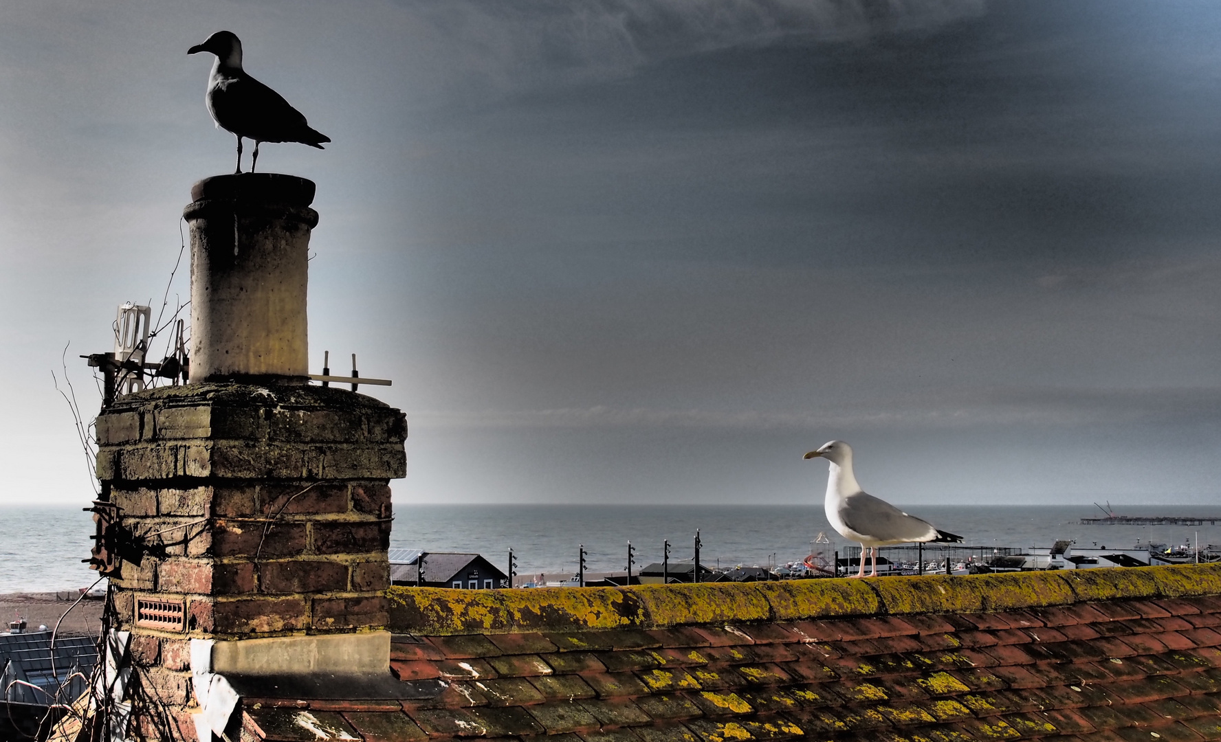 Seagulls Hastings