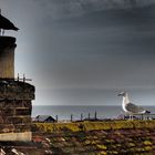 Seagulls Hastings