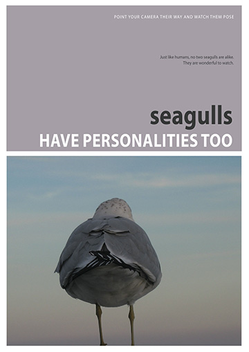 Seagulls have personalities too Book Jacket