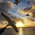 Seagulls II