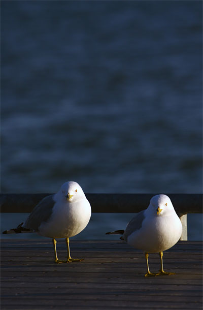 Seagulls in Canada