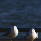 Seagulls in Canada