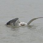 Seagulls in Combat