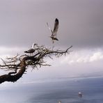 Seagulls in Gibraltar