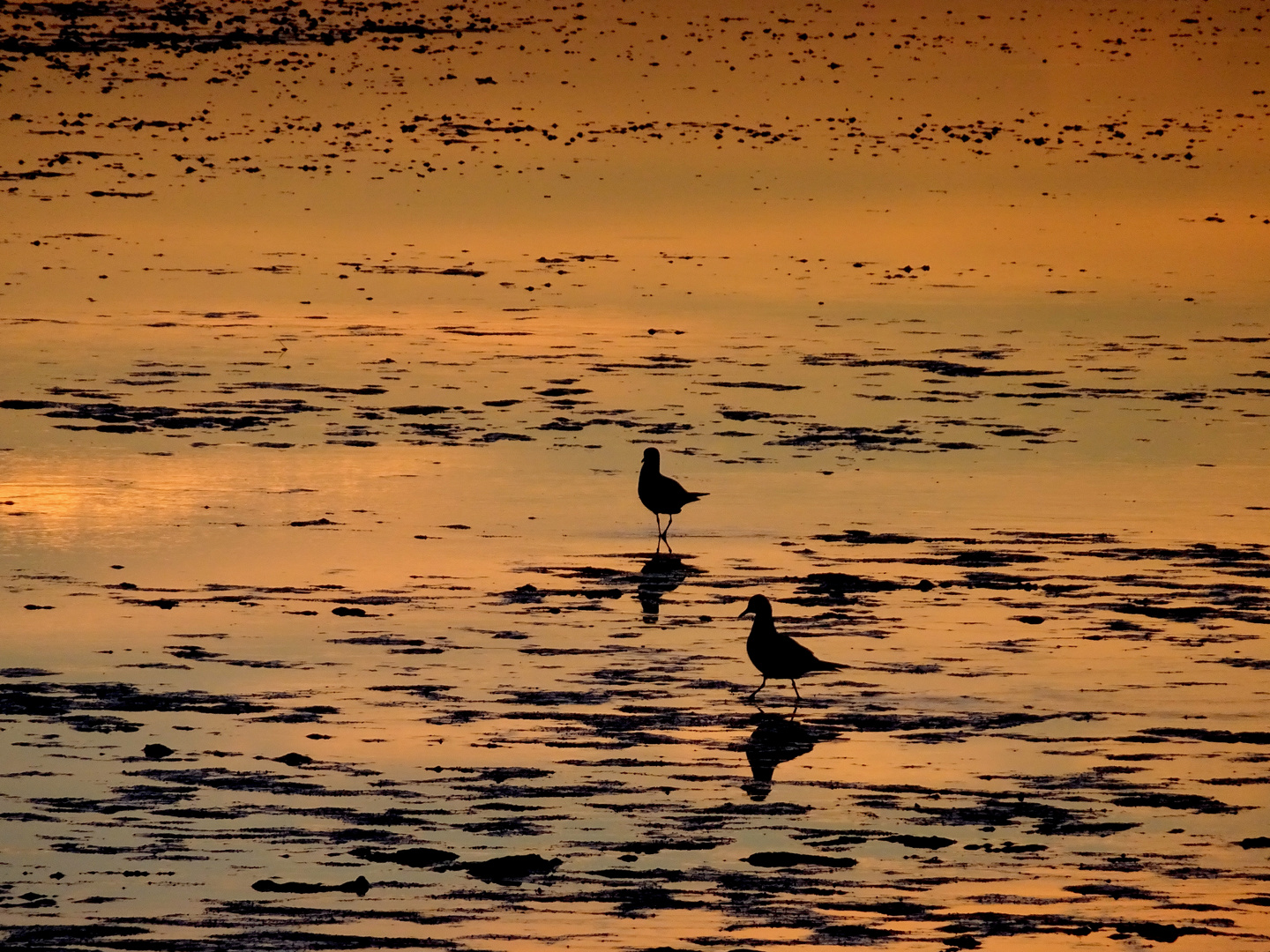 Seagulls in Heaven