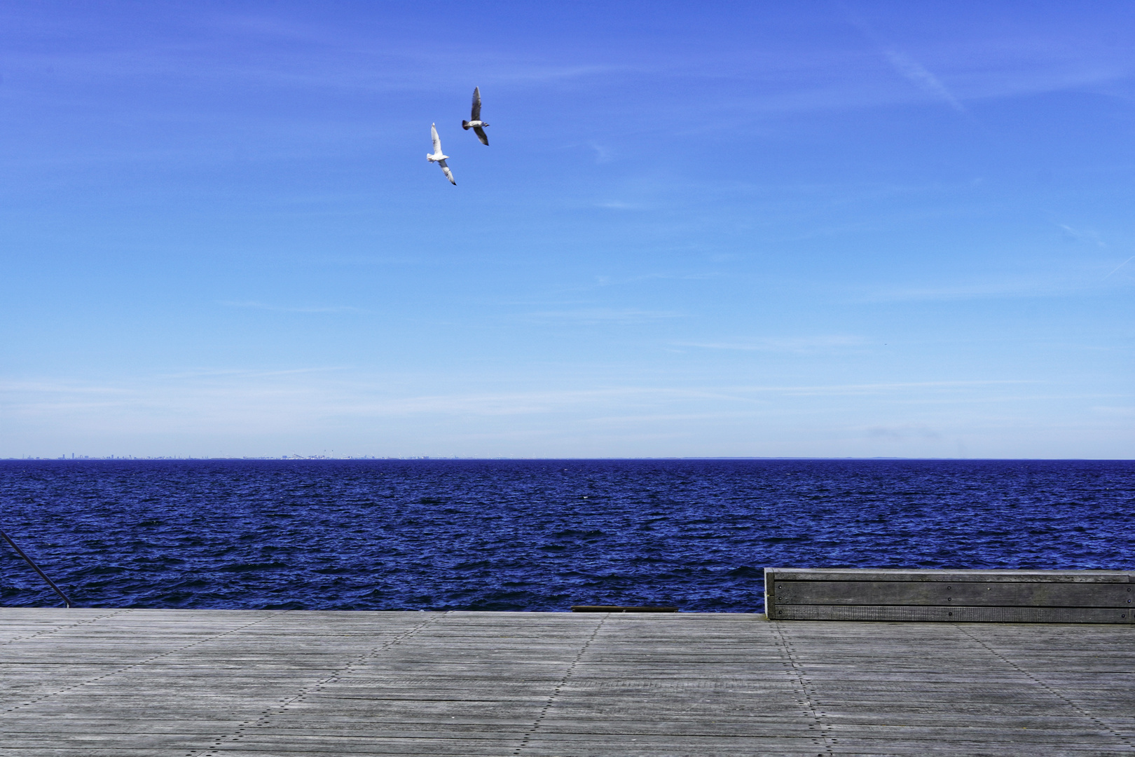 Seagulls in Malmö