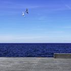 Seagulls in Malmö