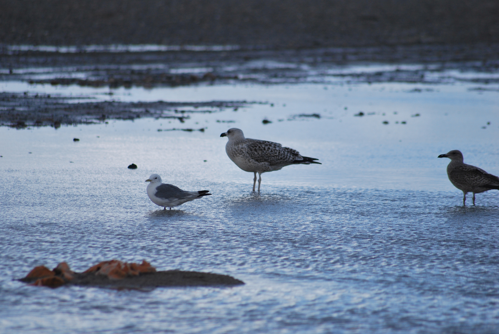 Seagulls in Skagen