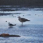 Seagulls in Skagen