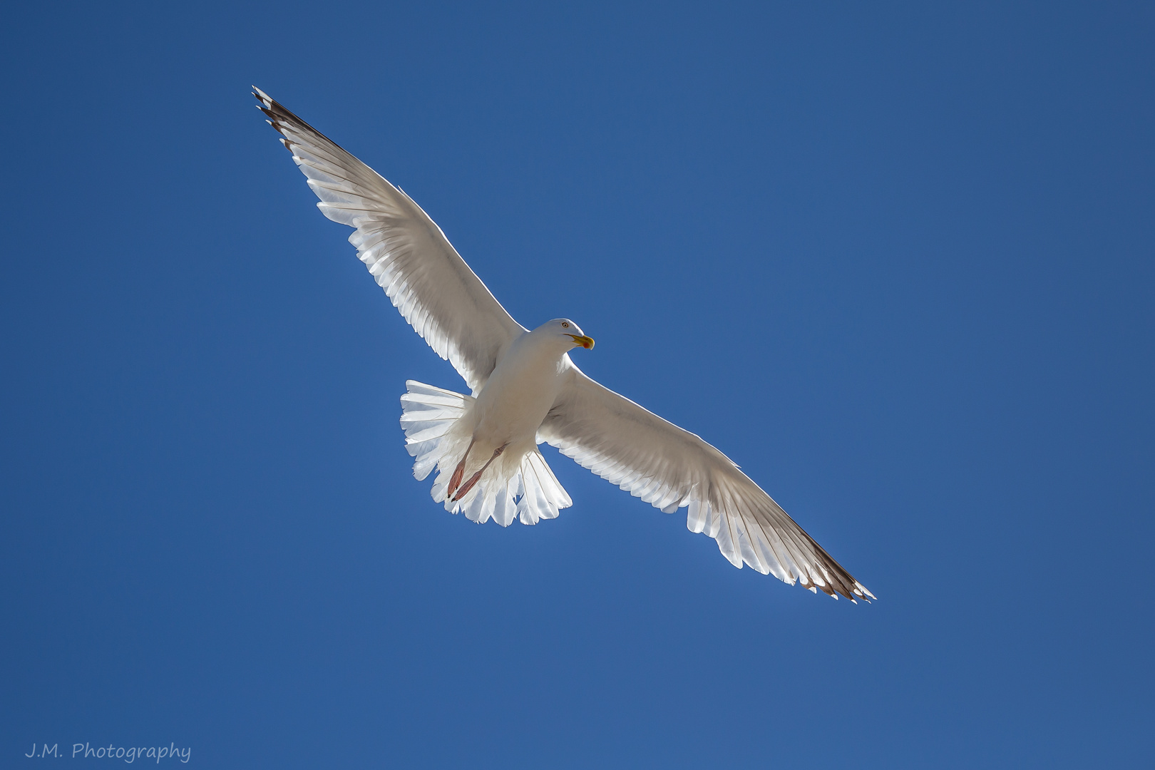 Seagulls (Laridae)