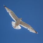 Seagulls (Laridae)