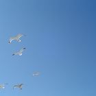 Seagulls live in blue sky...