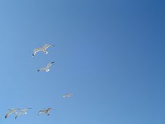 Seagulls live in blue sky...